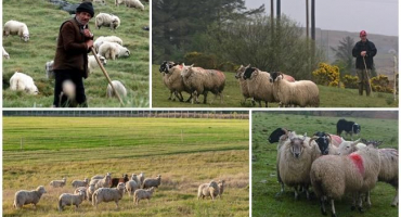 Pravidla a normy pro pastvu ovcí na hektar, kolik trávy se sní za hodinu